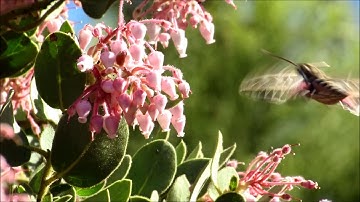 White-lined sphinx or hummingbird moth collecting nectar from Manzanita bush flowers