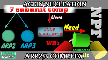 Actin Nucleation By ARP2/3 Complex | ARP2/3 Mediated Actin Nucleation | Actin Binding Proteins|