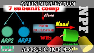Actin Nucleation By ARP2/3 Complex | ARP2/3 Mediated Actin Nucleation | Actin Binding Proteins|