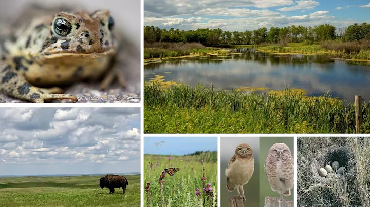 Maximizing your on farm assets  Saskatchewan’s grasslands & natural areas are key to mitigating & ad