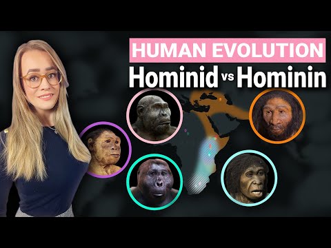 Video: Hominidae викторинасынын мүчөлөрү кайсылар?