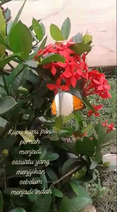 Kupu kupu pun pernah menjadi yg menjijikan sebelum menjadi indah