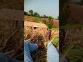 #bollywood #hindisong #song #movie #gujarati #gardening #lifeisbutadream #gujaratisong #farmlife