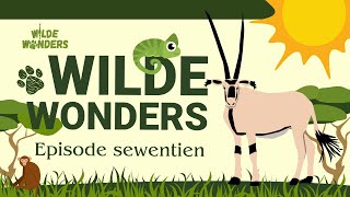 Wilde Wonders Episode Sewentien: Die Fraiingoor-gemsbok