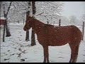 Horses in the Snow March 28, 2009