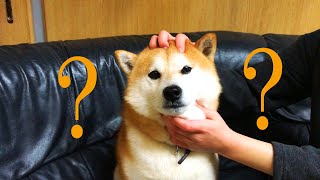 新しいなで方がきもちいいのか考える柴犬