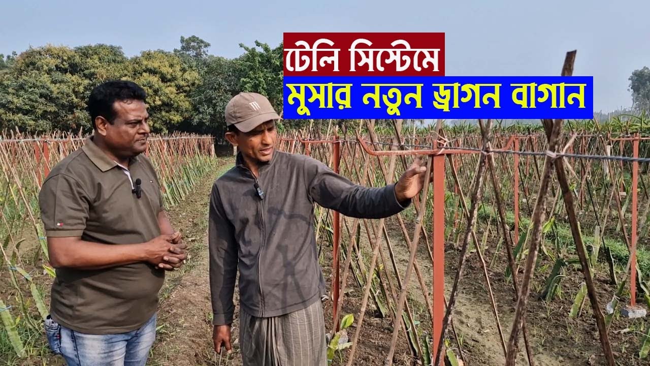 || টেলি সিস্টেমে ড্রাগন চাষাবাদ || নতুন ড্রাগনের বাগান যেভাবে করবেন || খোঁজ খবর ||