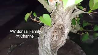 Bonsai Waru Lokal prospek program cangkok terbaik