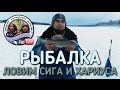 ЛОВИМ ЯЗЯ СИГА И ХАРИУСА НА ПЕЧОРЕ / РЫБАЛКА ВЕСНОЙ НА ЛЬДУ