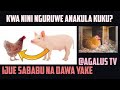 Sababu Na Tiba Ya Nguruwe Kula Kuku