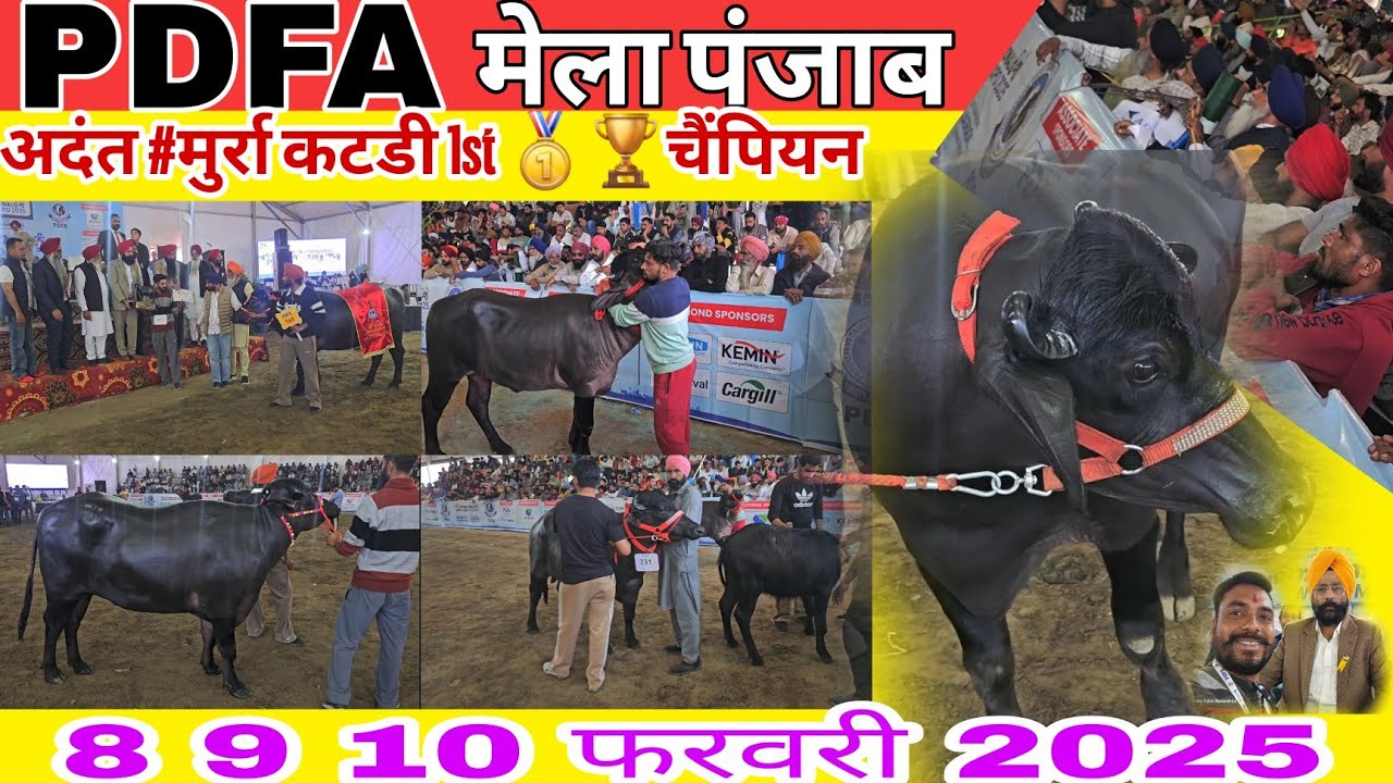 #PDFA mela Jagraon panjab 2025 अदंत #मुर्रा कटडी 1st 🥇🏆चैंपियन #dairy_yatra Narendra