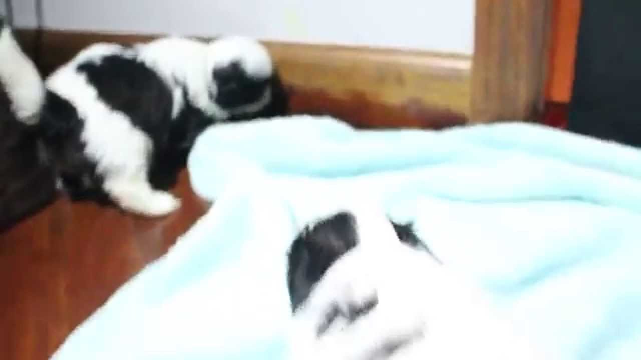 zyanya shih tzu shih tzu puppies are 4 weeks panda pi zyanya shih tzu shih tzu puppies are 4 weeks panda pi