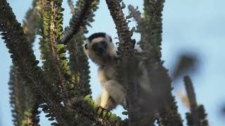 Wildlife Conservation Finance  Investing in People and Planet Wealth
