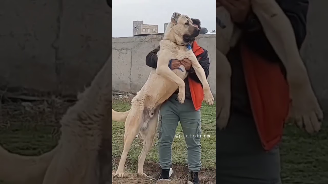 Real Giant Kangal Turkish Dog breed 😈 || Huge Size Kangal Dog || Power Full Kangal 🔥