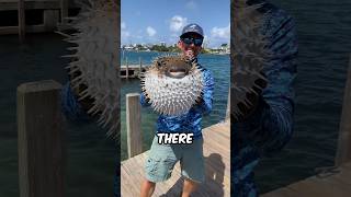 Dangerous Animals That Look Cute