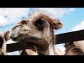 🐪 Экскурсия на верблюжью ферму 🐫 Питомник «Царство верблюдов»