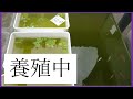 牧場っぽい【メダカ】210712