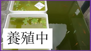 牧場っぽい【メダカ】210712