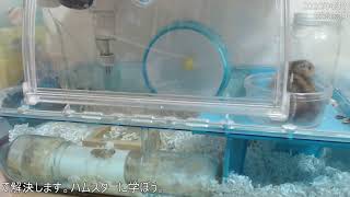 【24時間LIVE】ジャンガリアンハムスター ライブ放送