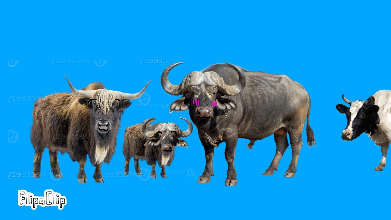 Buffalo Love Yak