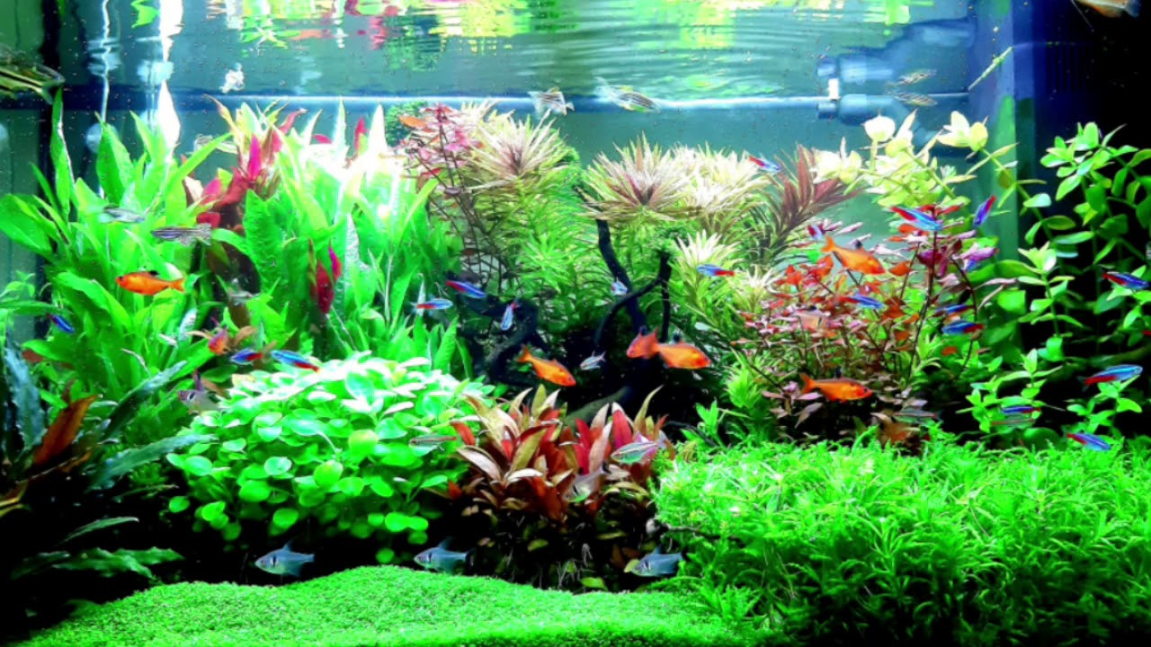 Developing the Juwel Rio 125l aquarium from 1 day to 6 months YouTube