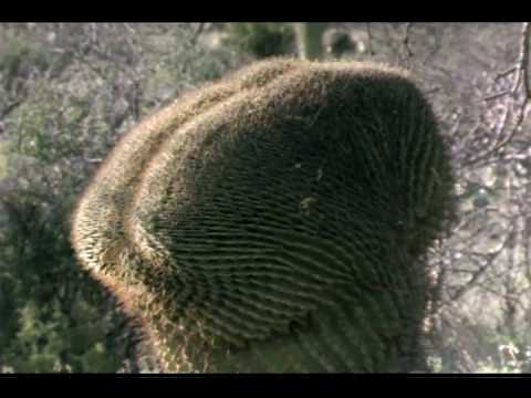 Secrets of the Sonoran Desert DVD