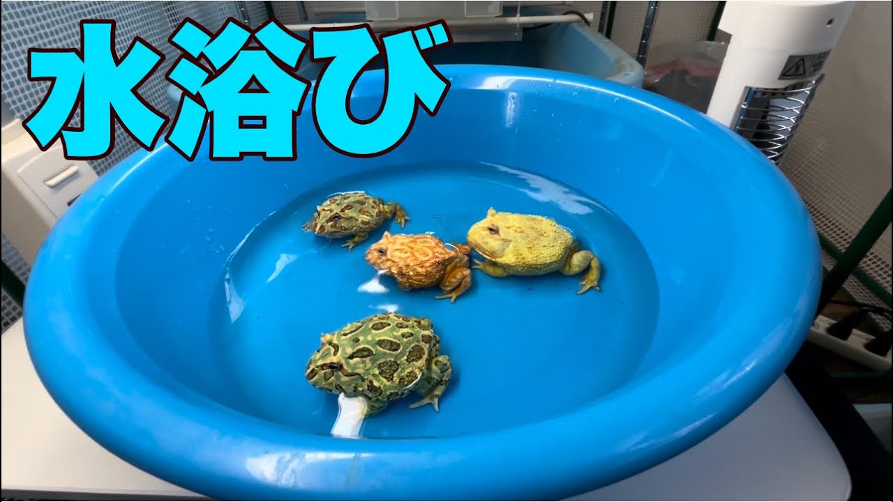 【ツノガエル】僕がツノガエルを土で飼育する時に必ずやる事。