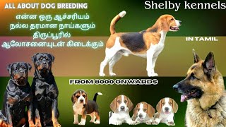 Beagle | Rottweiler | Shihtzu | German shepherd kennel in tirupur | Dogs and puppies for sale in low by Book of breeders 3,255 views 6 months ago 18 minutes