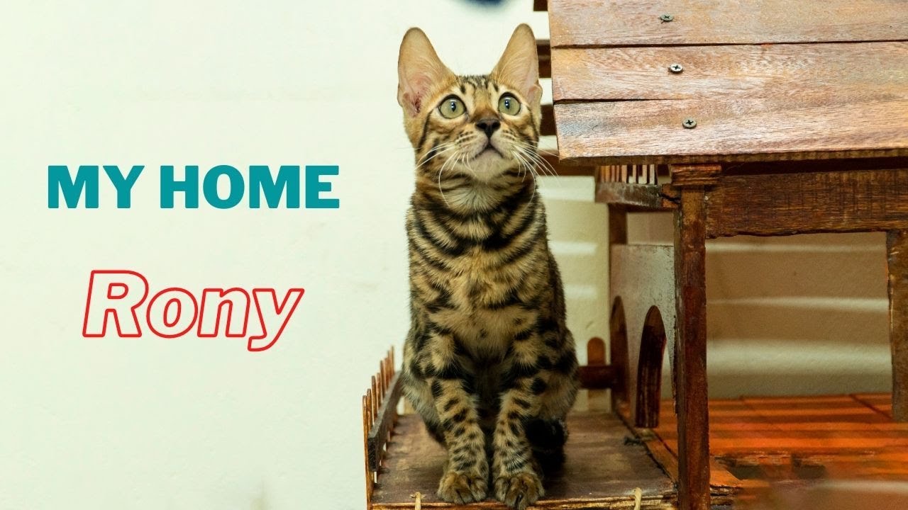 Cat Rony Cat Rony has been released from prison - Back to the old house - Funny ...