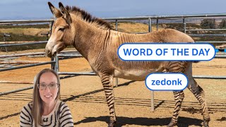 Dictionary.coms Word Of The Day Zedonk