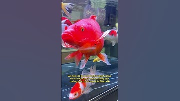 Cách dùng muối thủy sinh chuẩn như trại cá million view #notashopvn #AquariumSetup #CáCảnhĐẹp