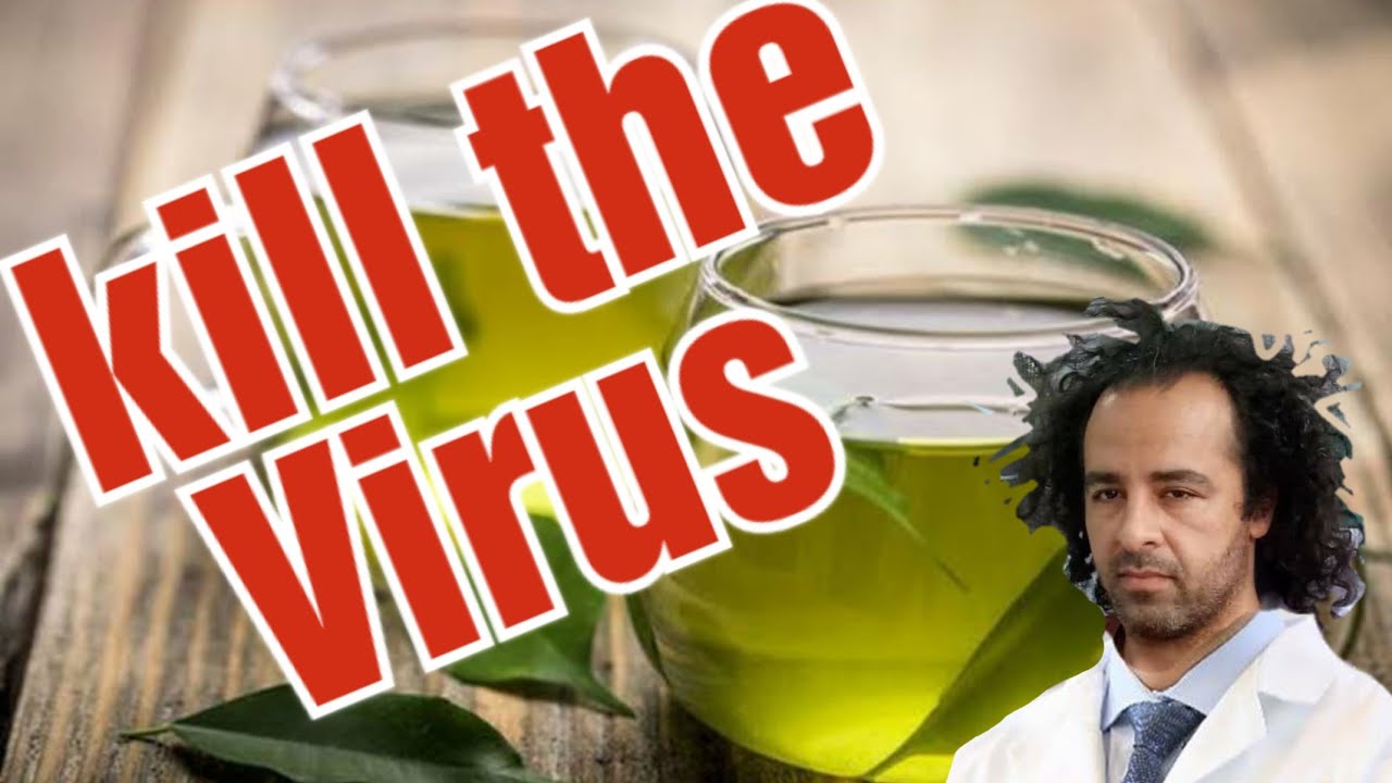 Virus Tea Antiviral effect of green tea on influenza virus - YouTube