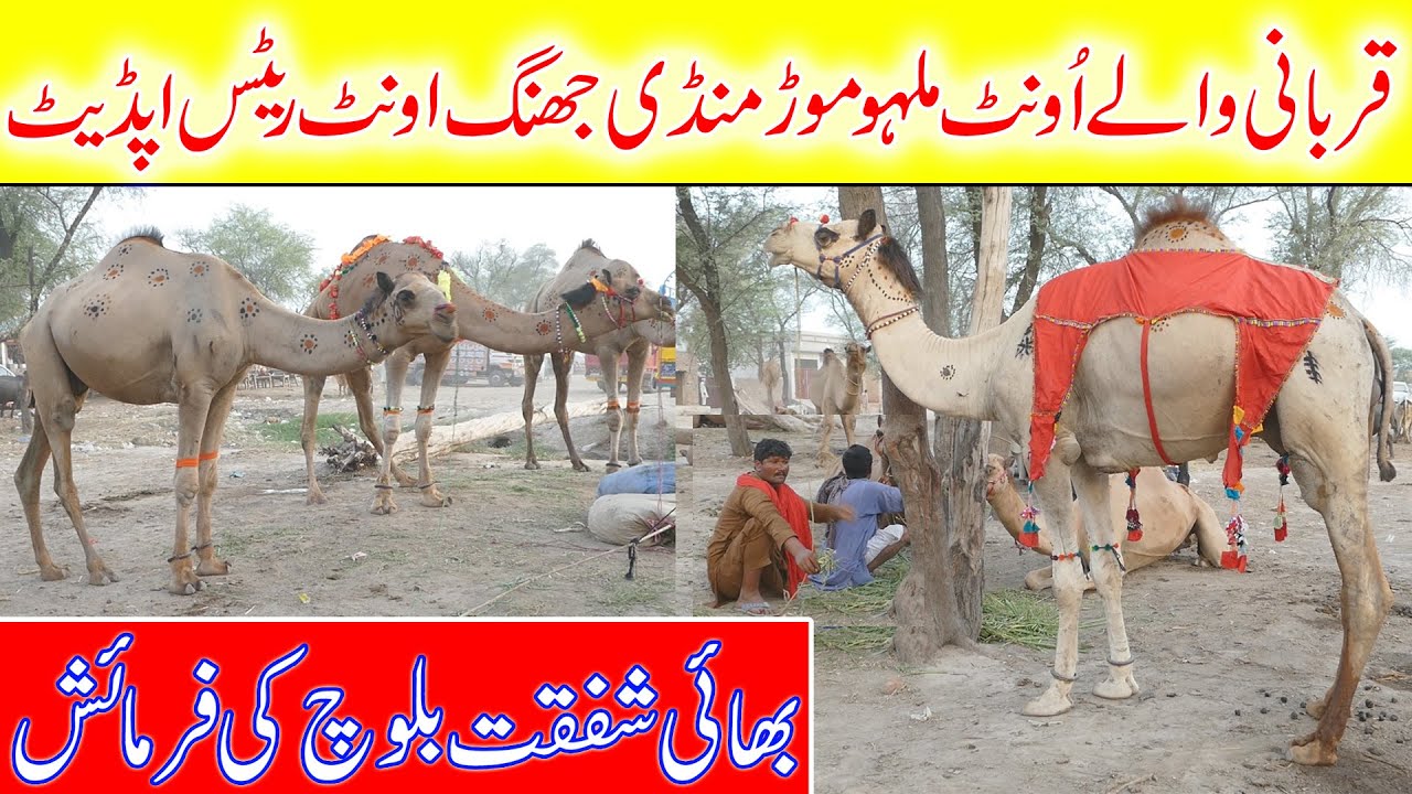 Malumor Janwar Mandi || Big Maveshi Mandi || Camal Rate in pakistan