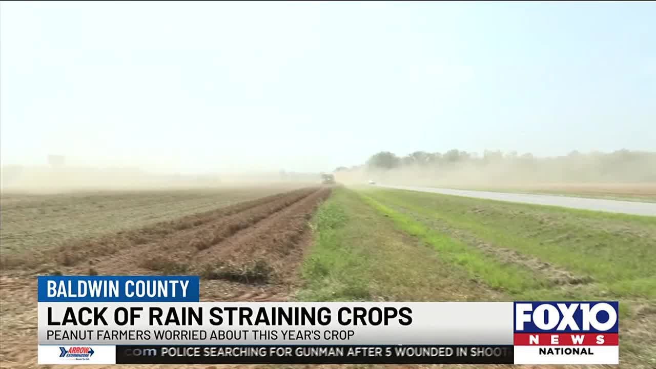 Ongoing drought having impact on Baldwin County fall harvest - YouTube