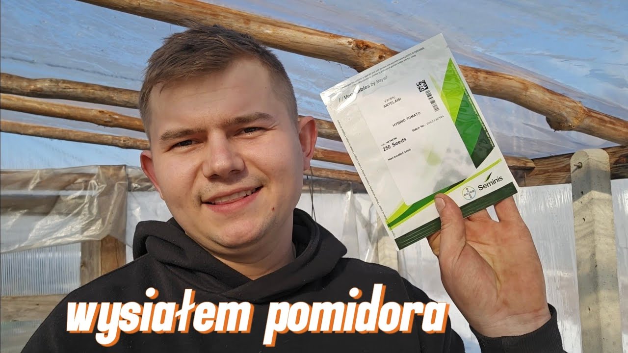 Wysiew pomidorów najważniejszy dzień sezonu