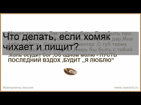 Что делать, если хомяк чихает и пищит?