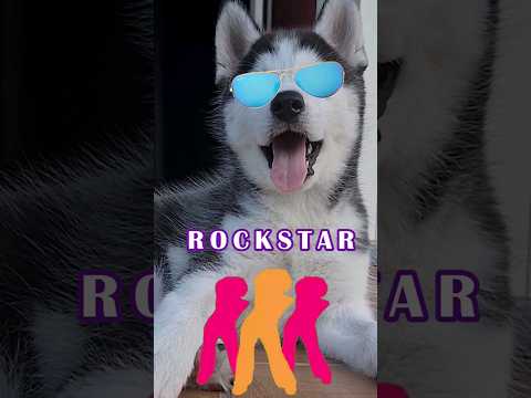 I'm a Rockstar #rockstar #rihanna #husky #huskylovers #puppy #puppylove #trending #viral #viralvideo