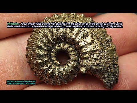 EarthParts #34 - Fossils