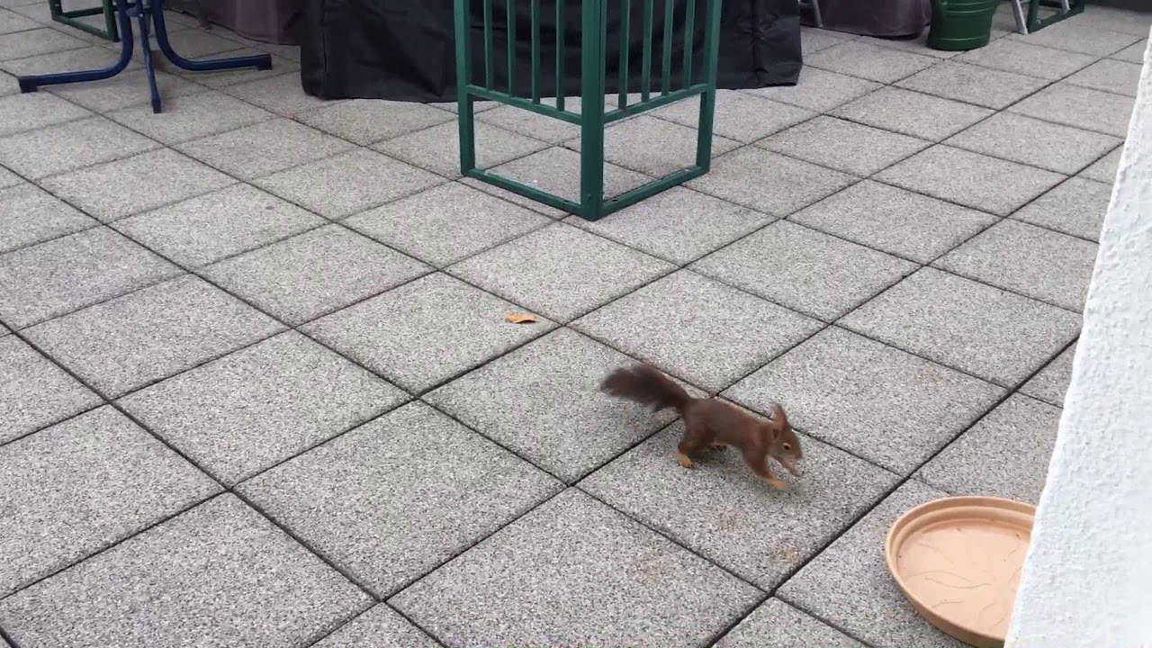 Squirrel Football Oracle 2018 Group Phase - ARGENTINA 🇦🇷 : ICELAND 🇮🇸