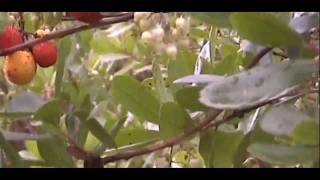 QUIROGA SAN MARTIÑO 3