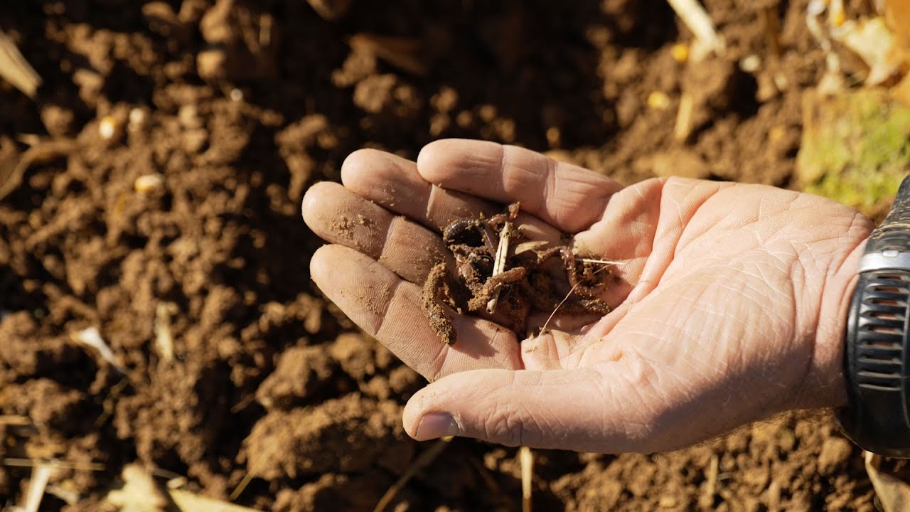 Allez les vers ! Découvrez l'agriculture de conservation des sols - YouTube
