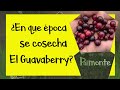 ¿En que época se cosecha el Guavaberry? #guavaberry