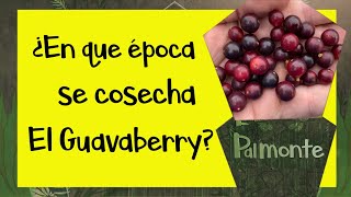 ¿En que época se cosecha el Guavaberry? #guavaberry