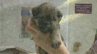 Fun Puppies Exploring! by VetVid 1,057 views 13 years ago 31 seconds