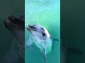A wild dolphin’s getting closer to me 🐬#dolphin #wildlife #touch #cuteanimals #oceanlife #イルカ