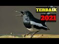 Suara Burung Kacer Ngeplong Full Isian Terbaik Tahun Mp3 - Mp4 Download