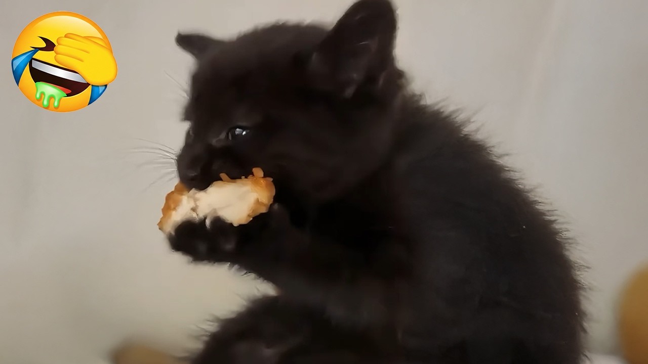 New Funniest Cats Videos 😼Try Not To Laugh😜Daily Serving of Internet Cats Part 20