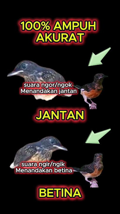 cara membedakan murai batu jantan dan betina 100% ampuh akurat #muraibatu