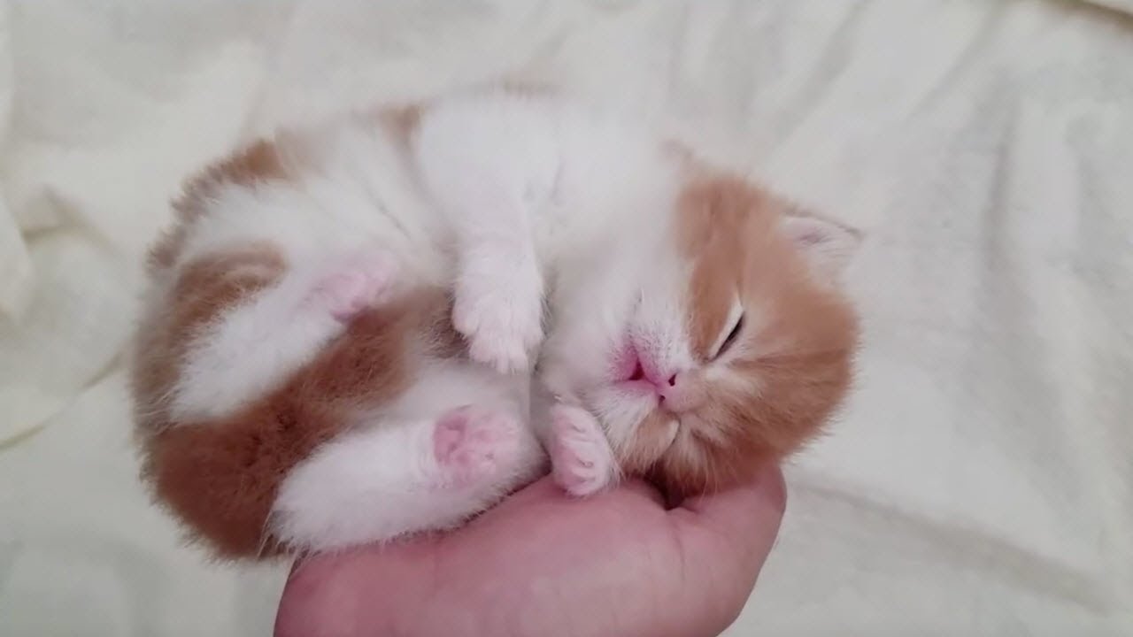 猫かわいい すごくかわいい子猫 最も面白い猫の映画 117 Youtube