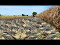 Wow Easy Simple Fishing By Hand And unbelievable this fishing After Harvest